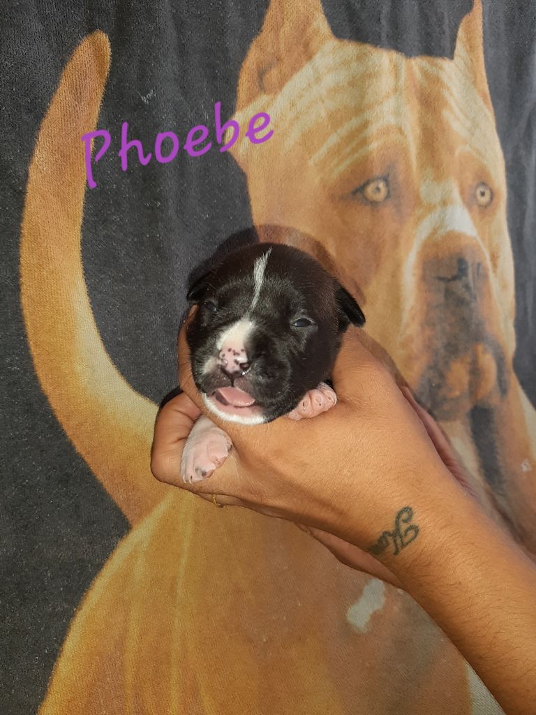 Breeding Sand Teeth - Chiot disponible  - American Staffordshire Terrier