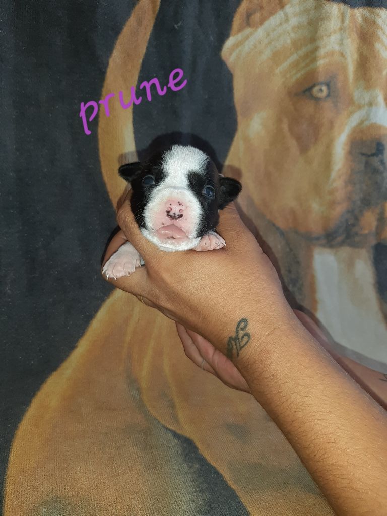 Breeding Sand Teeth - Chiot disponible  - American Staffordshire Terrier