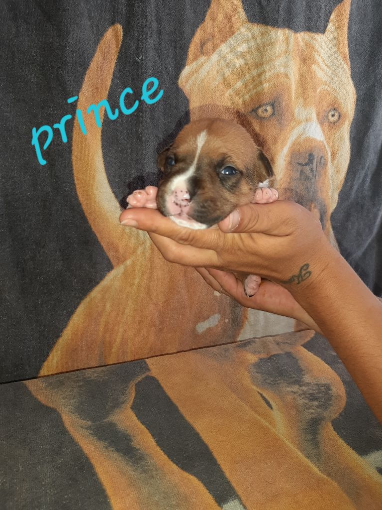 Breeding Sand Teeth - Chiots disponibles - American Staffordshire Terrier