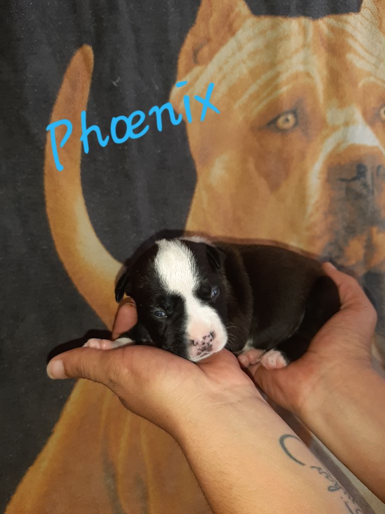 Breeding Sand Teeth - Chiots disponibles - American Staffordshire Terrier