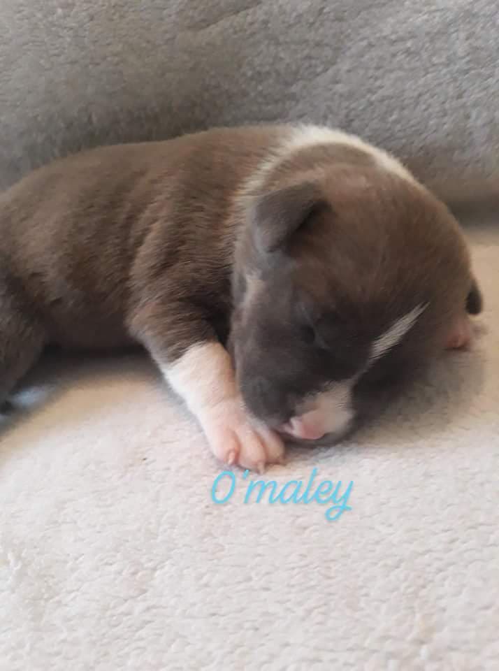 Breeding Sand Teeth - American Staffordshire Terrier - Portée née le 25/09/2018