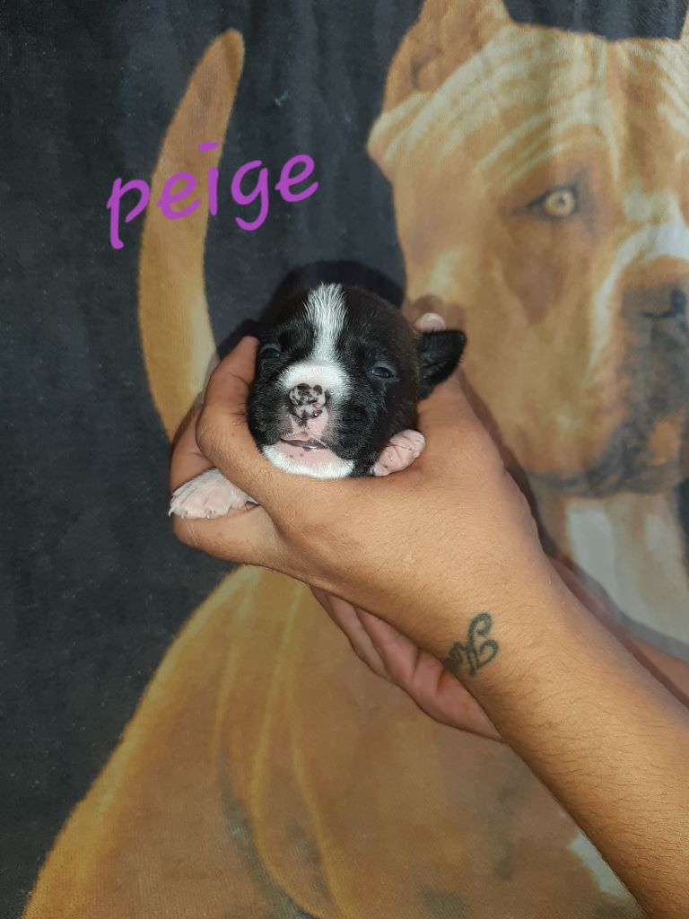 peige